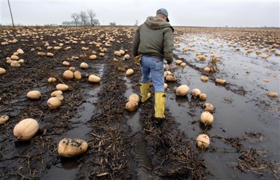 Bad weather led to a pumpkin shortage last year for Nestle, which sells nearly all the canned pumpkin in the U.S. under its Libby's brand. But the company says there should be enough to go around this year.